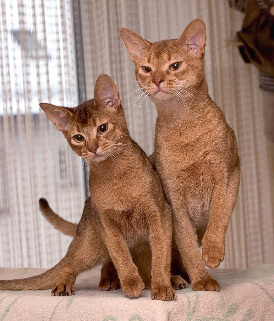 Abyssiner