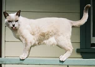 Burmesisk