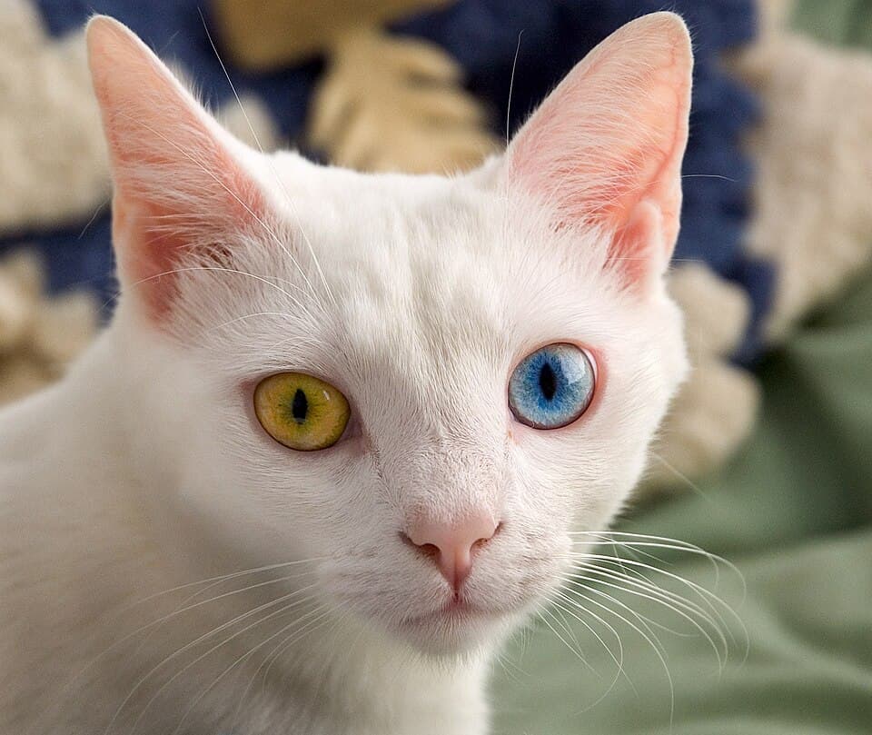 Perserkatt