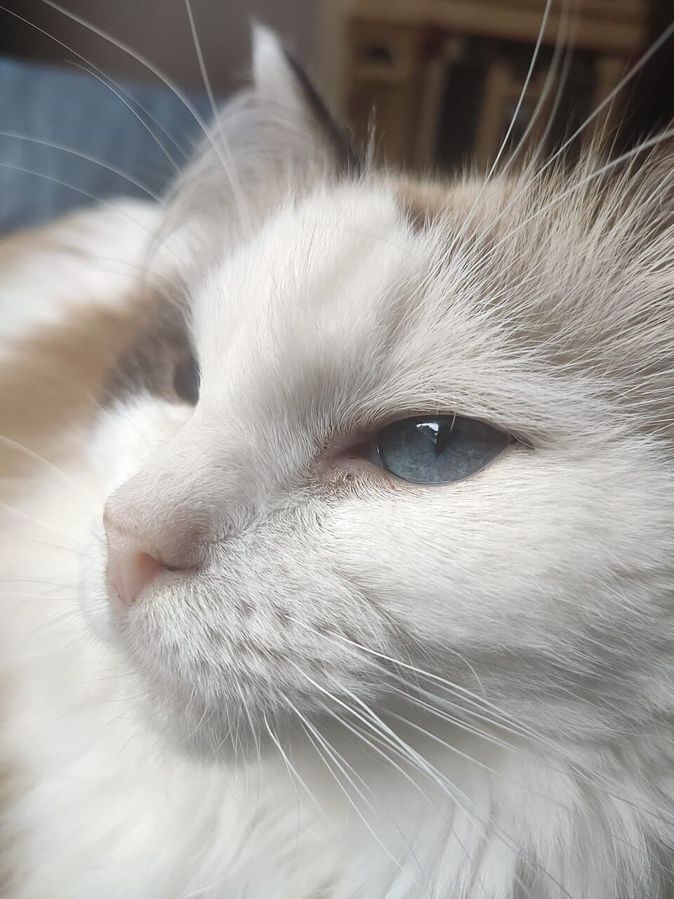 Ragdoll