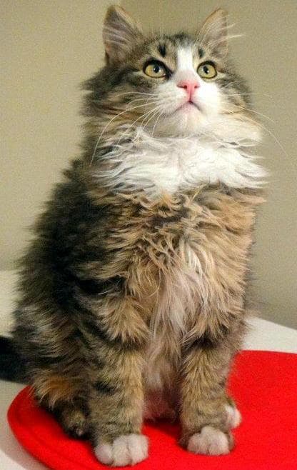 Tyrkisk Angora